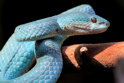 Close-up of lizard on black background