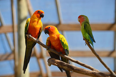 Close-up of parrot perching on branch