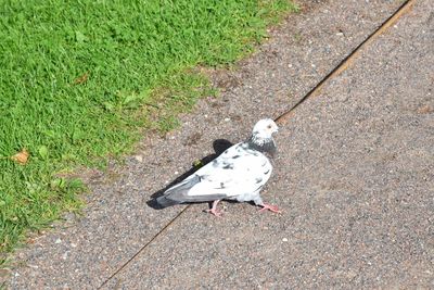 High angle view of bird on field