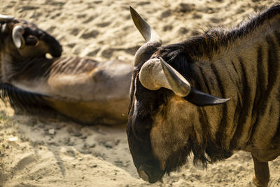 Wildebeest in a field