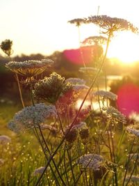 Close-up of plants growing on field against sky