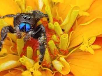 Close-up of multi colored yellow flower