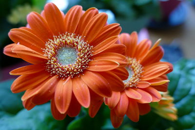 Close-up of orange gerbera daisy