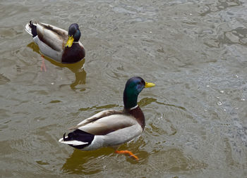 High angle view of mallard duck swimming in lake