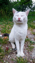 Close-up of cat on grassy field