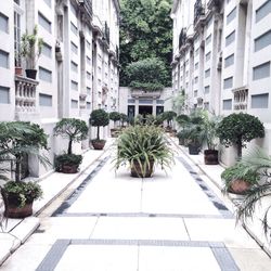 Plants growing in balcony