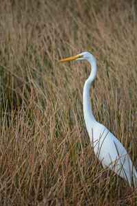 White egret among the reeds
