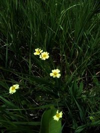 High angle view of yellow crocus blooming on field