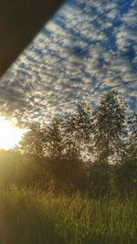 Low angle view of trees on field against sky