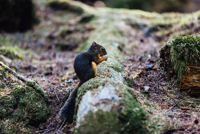 Squirrel on rock