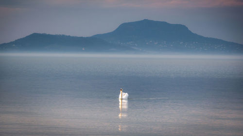 Swan in lake during sunrise