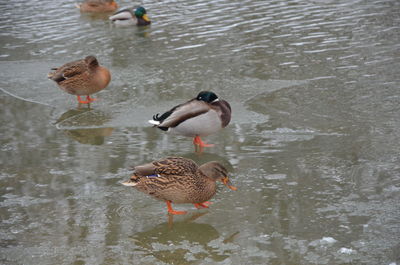 Ducks swimming in lake