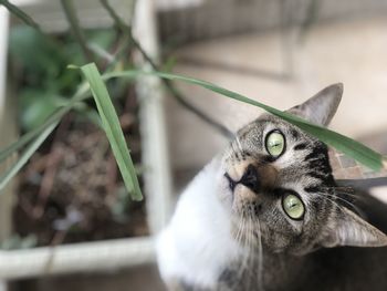 Close-up portrait of a cat