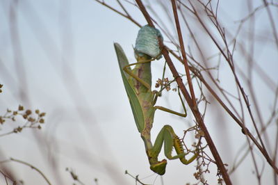 Close-up of butterfly on plant