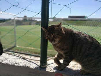 Cat lying on a fence