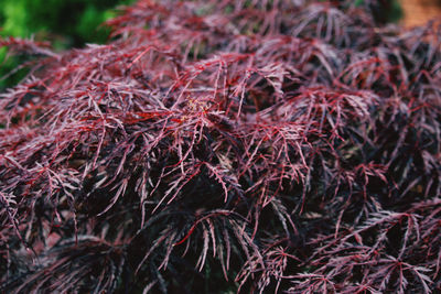 Close-up of dry leaves on tree