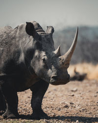 Close-up of a horse on field