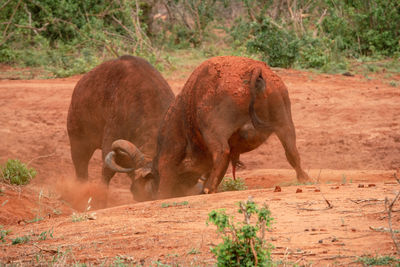 Two male buffaloes fighting in the wild at tsavo east national park in kenya