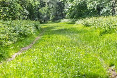 Close-up of fresh green plants in field