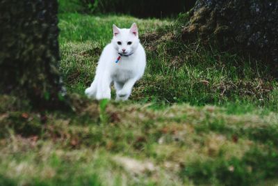 Cat running in forest
