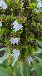 Close-up of fresh blue flowers