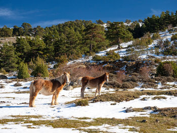 Horse standing on snow covered field