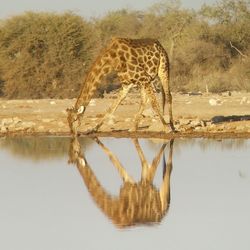 View of trees in water