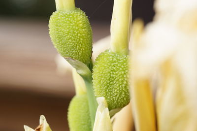 Close-up of succulent plant