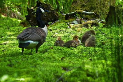 Bird on grassy field