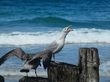 Seagulls perching on wooden post in sea