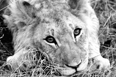 Close-up portrait of a cat on field