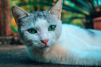 Close-up portrait of cat