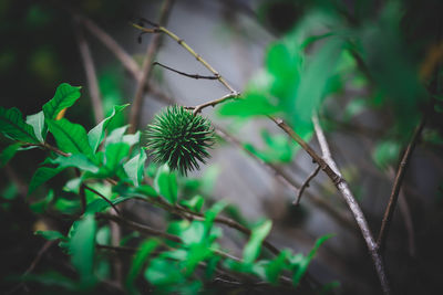 Close-up of plants growing on field