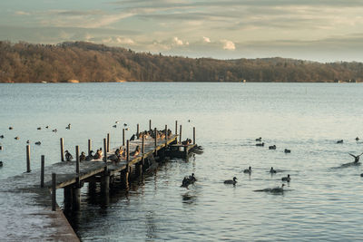 Swans swimming in lake against sky