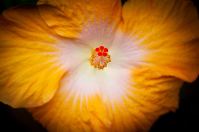 Close-up of orange flower pollen against black background