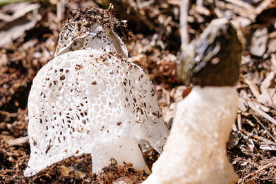 Close-up of mushroom growing on field