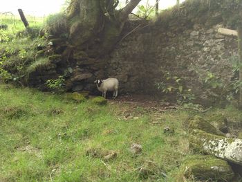 Sheep grazing in a field