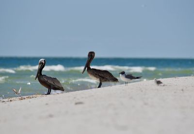 Birds on beach against clear sky