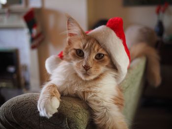 Cat wearing christmas hat