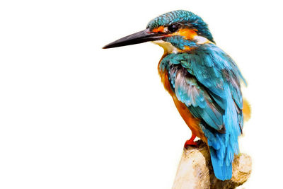 Close-up of bird perching on white wall