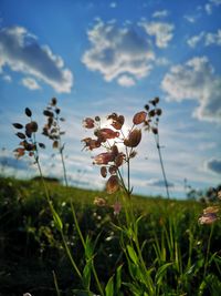 Close-up of flowering plants on field against sky