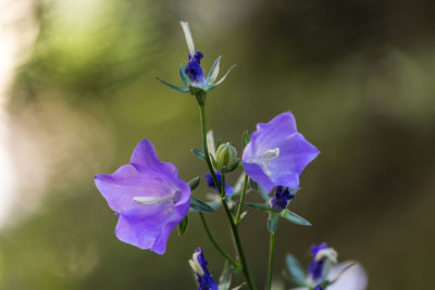 Close-up of purple flowers blooming outdoors