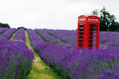 Telephone booth on lavender field against sky