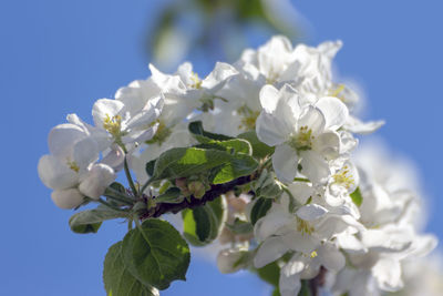 Close-up of white cherry blossoms against sky