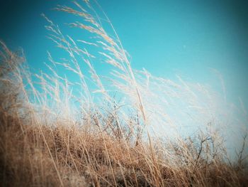 Close-up of plants against clear sky