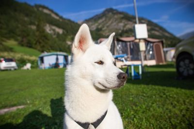 Close-up of dog looking away on field