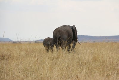 Animals grazing on field