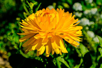Close-up of yellow flowering plant