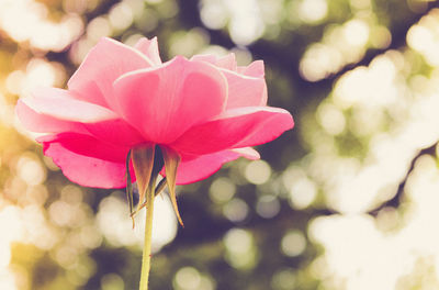 Close-up of pink flower