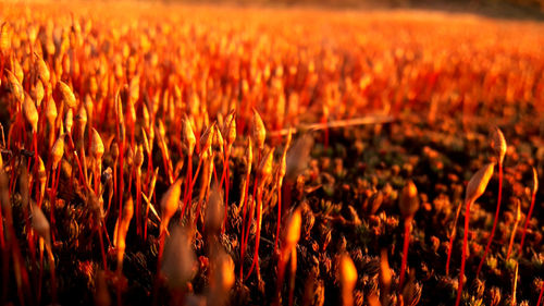 Crops growing on field